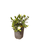 Gardenia jasminoides 'Veitchi' (5 gallon)