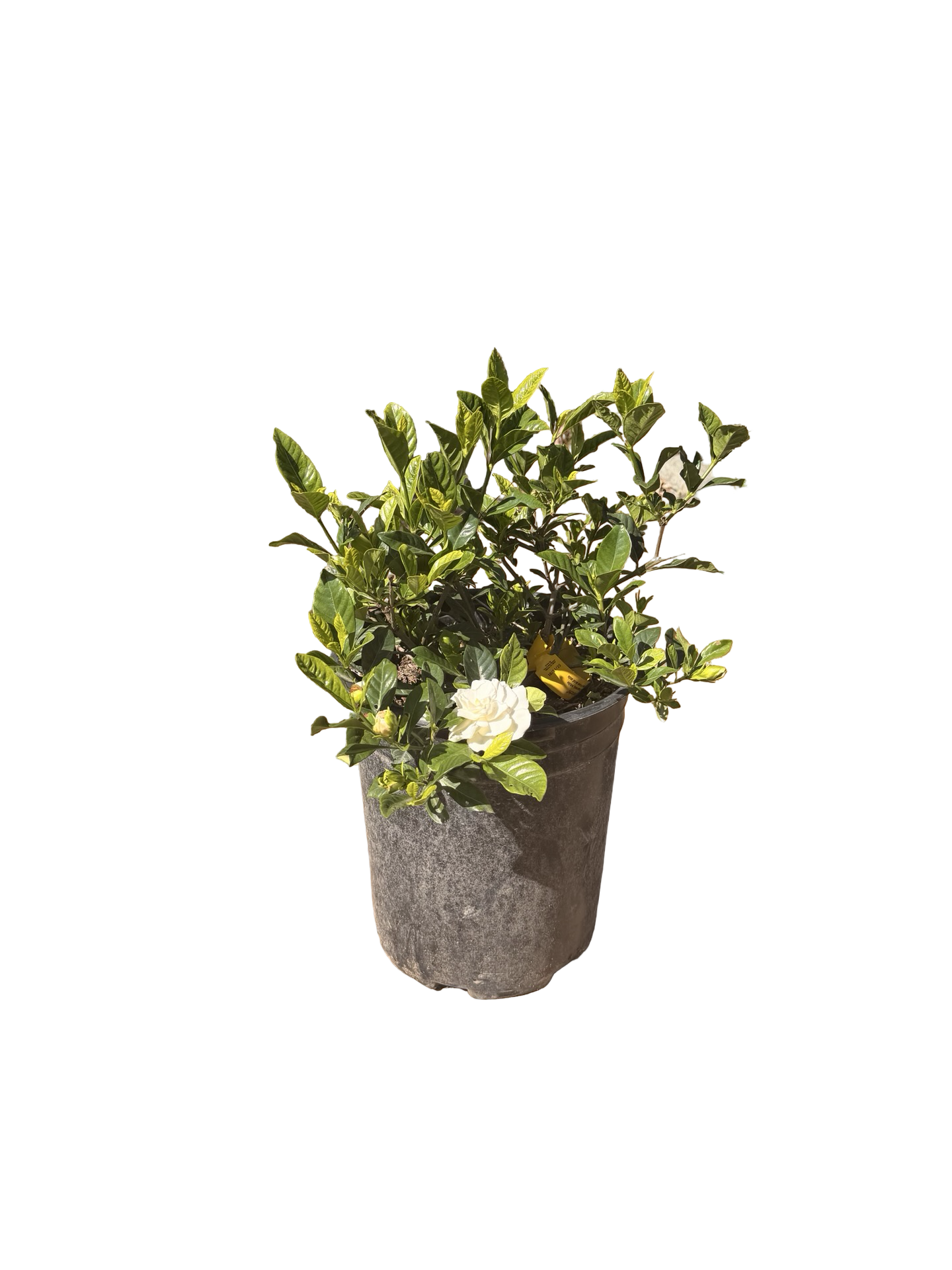 Gardenia jasminoides 'Veitchi' (5 gallon)