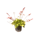 HEUCHERA 'Carnival Limeade' (1 gallon)