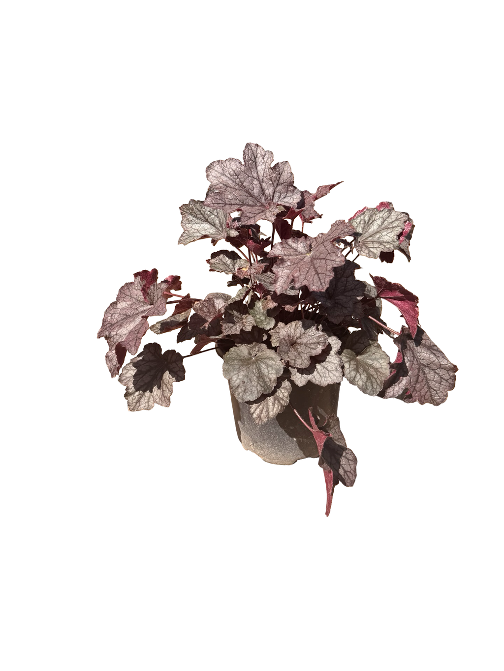 HEUCHERA 'Carnival Plum Crazy'  (1 gallon)