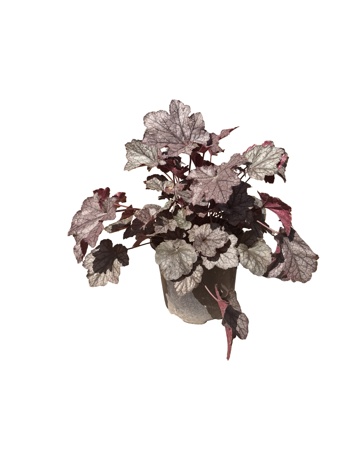 HEUCHERA 'Carnival Plum Crazy'  (1 gallon)