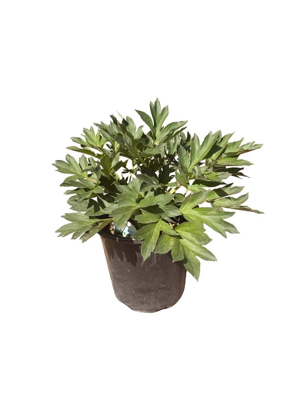 PEONY Itoh 'Lollipop' (2 gallon)