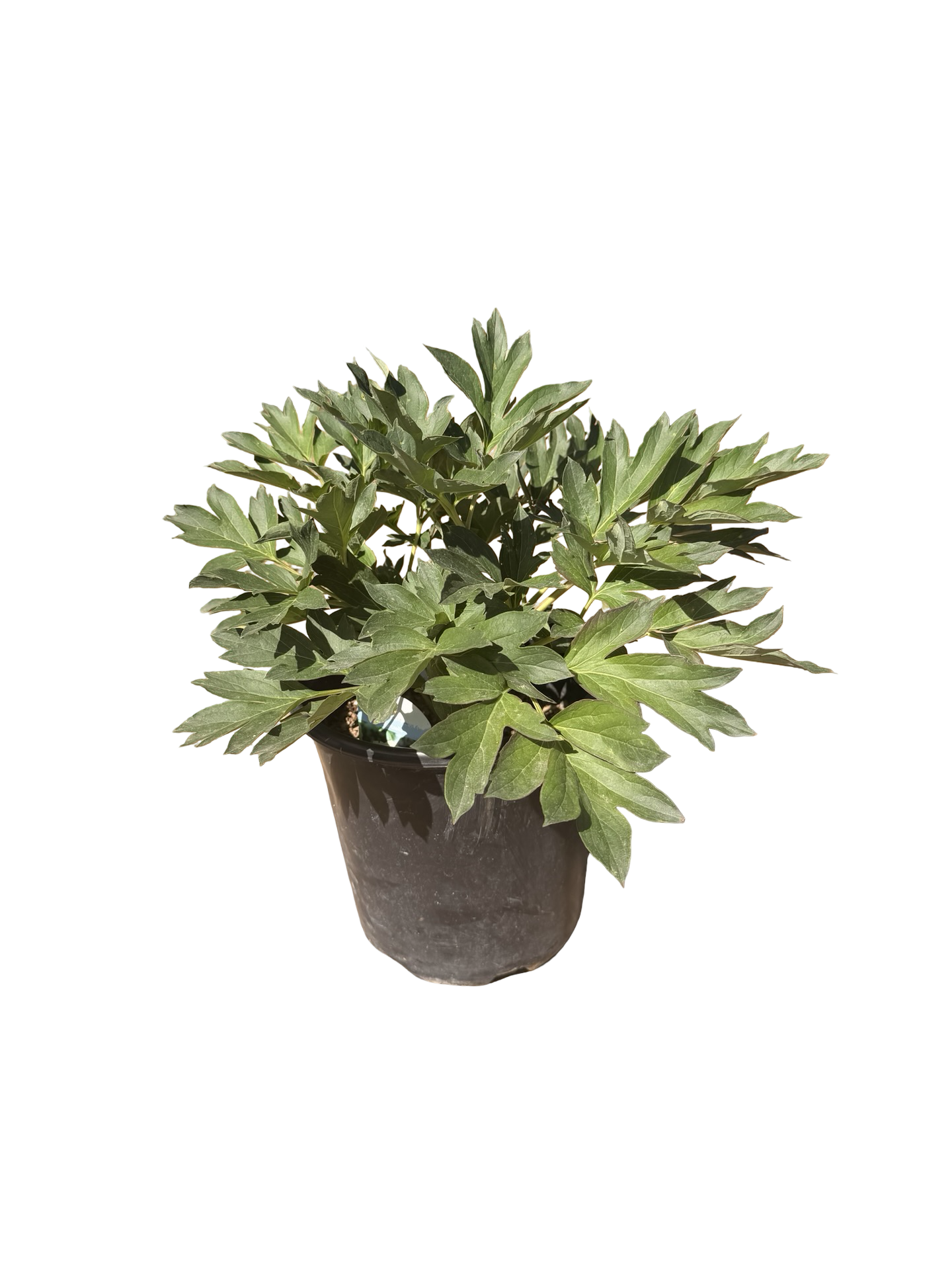 PEONY Itoh ‘Scrumdidlyumptious’ (2 gallon)