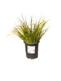 Acorus gramineus ‘Ogon’ (1 gallon) Golden Variegated Sweet Flag