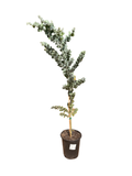 Acacia podalyriifolia 'Pearl Acacia' (5 gallon)