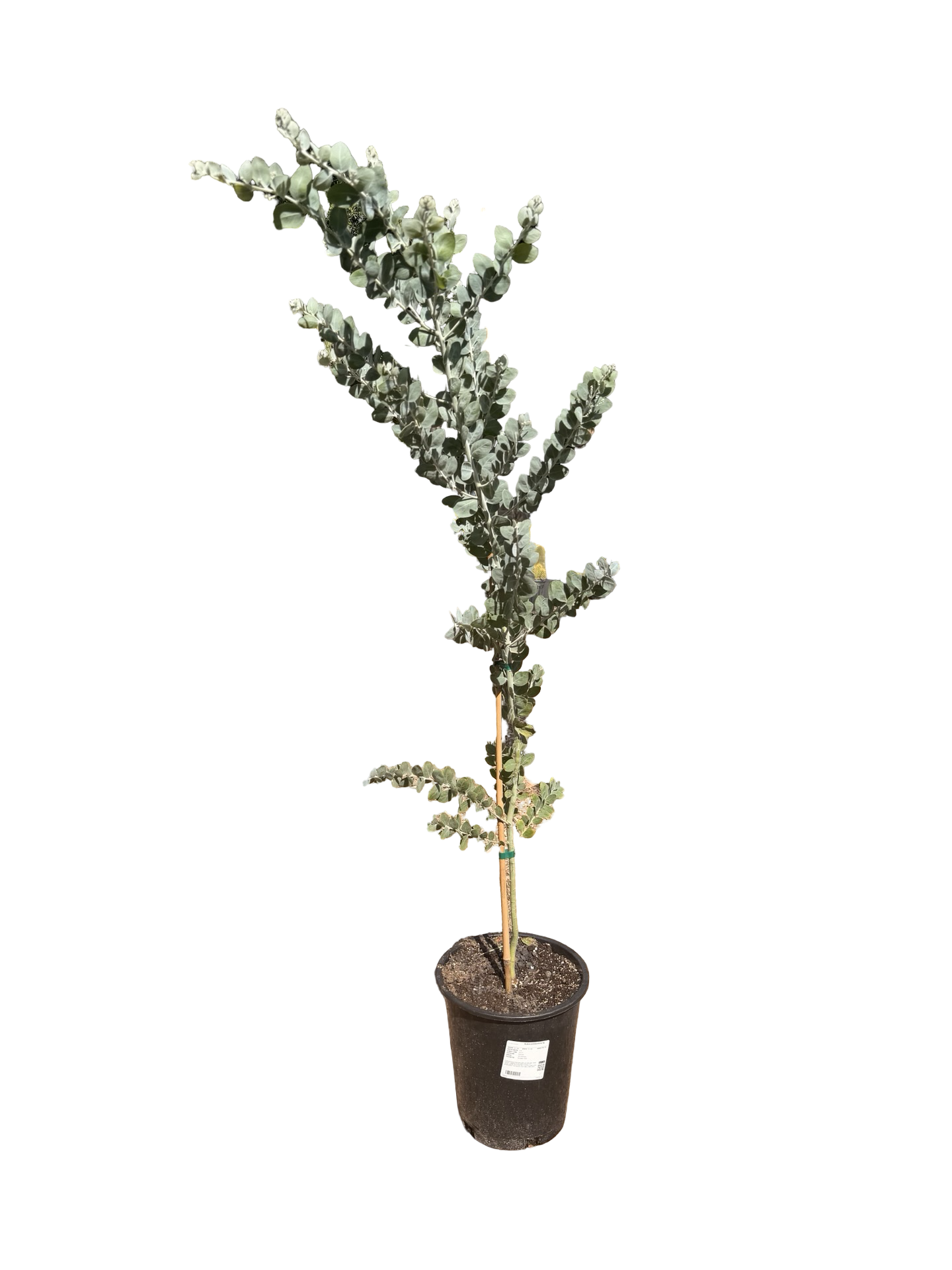 Acacia podalyriifolia 'Pearl Acacia' (5 gallon)