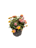 LANTANA camara Shamrock™ 'Rose Gold'