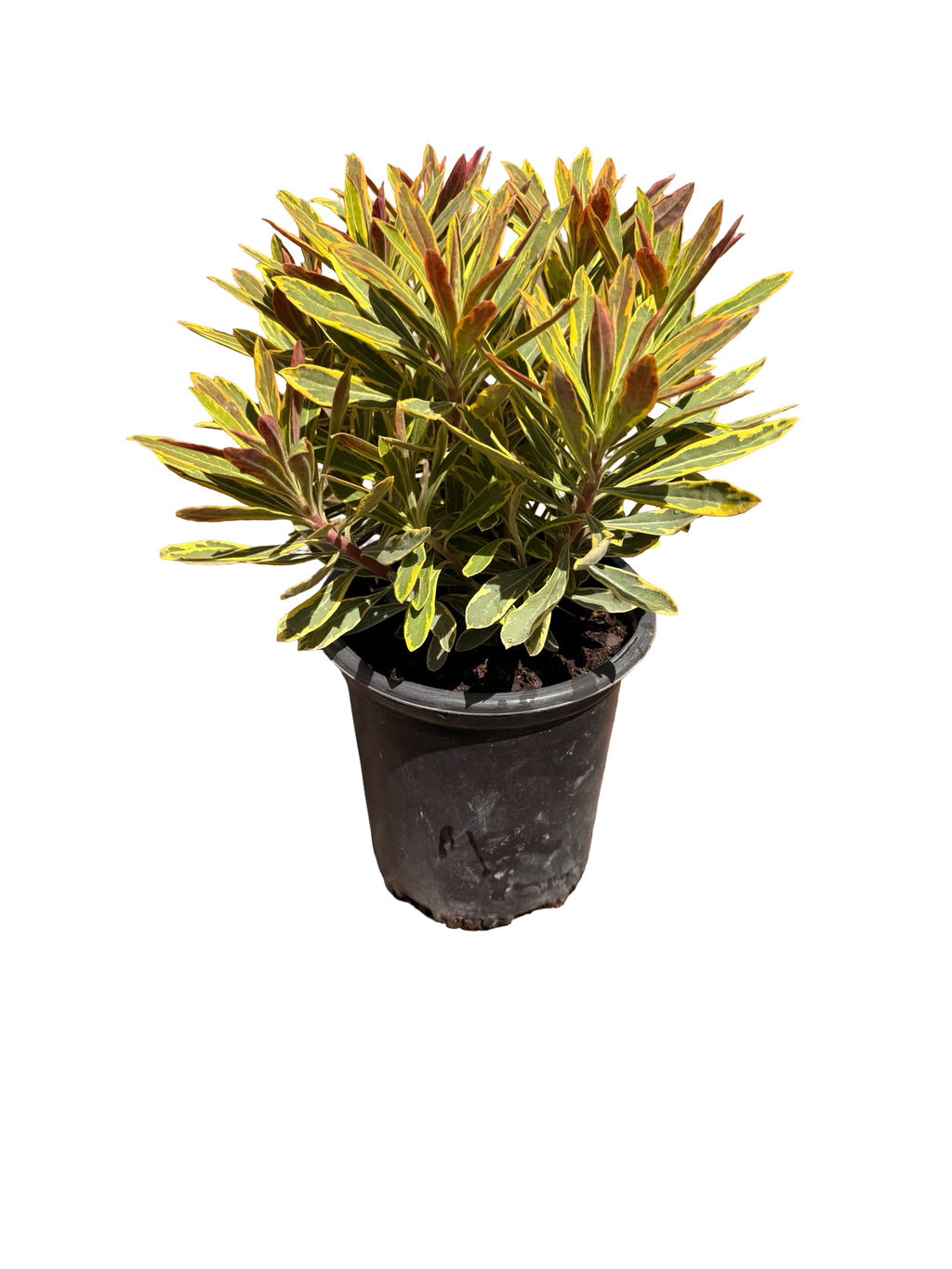 EUPHORBIA x martinii 'Ascot Rainbow'