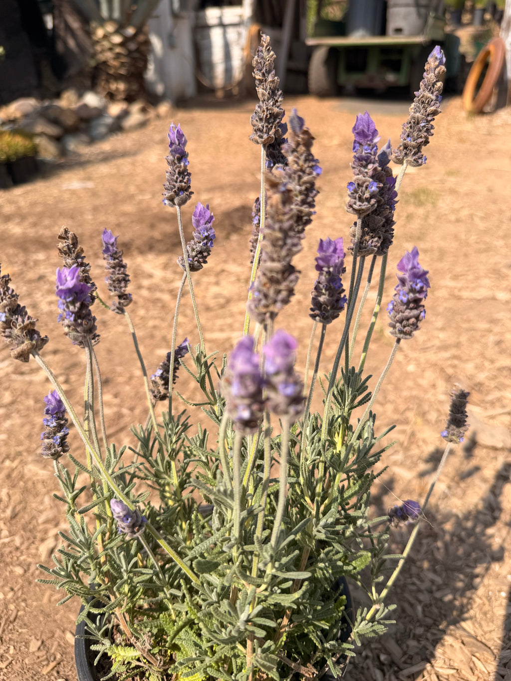 French Lavender Gray 'LAVANDULA dentata Gray' (1 Gallon)