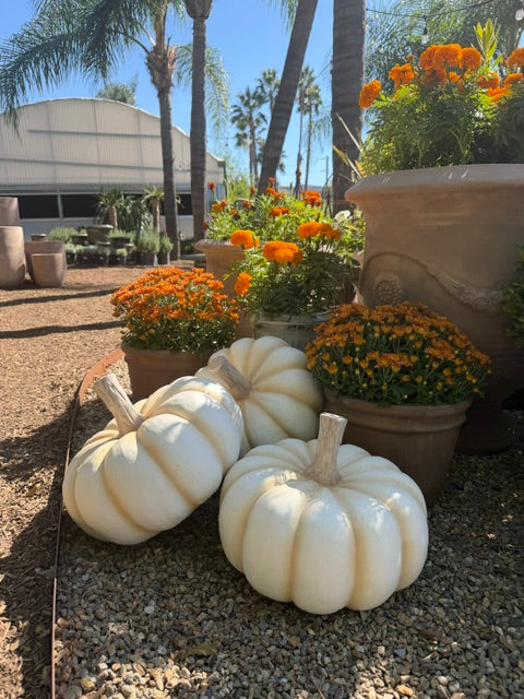 Cream-Colored Decorative Squatty Pumpkin