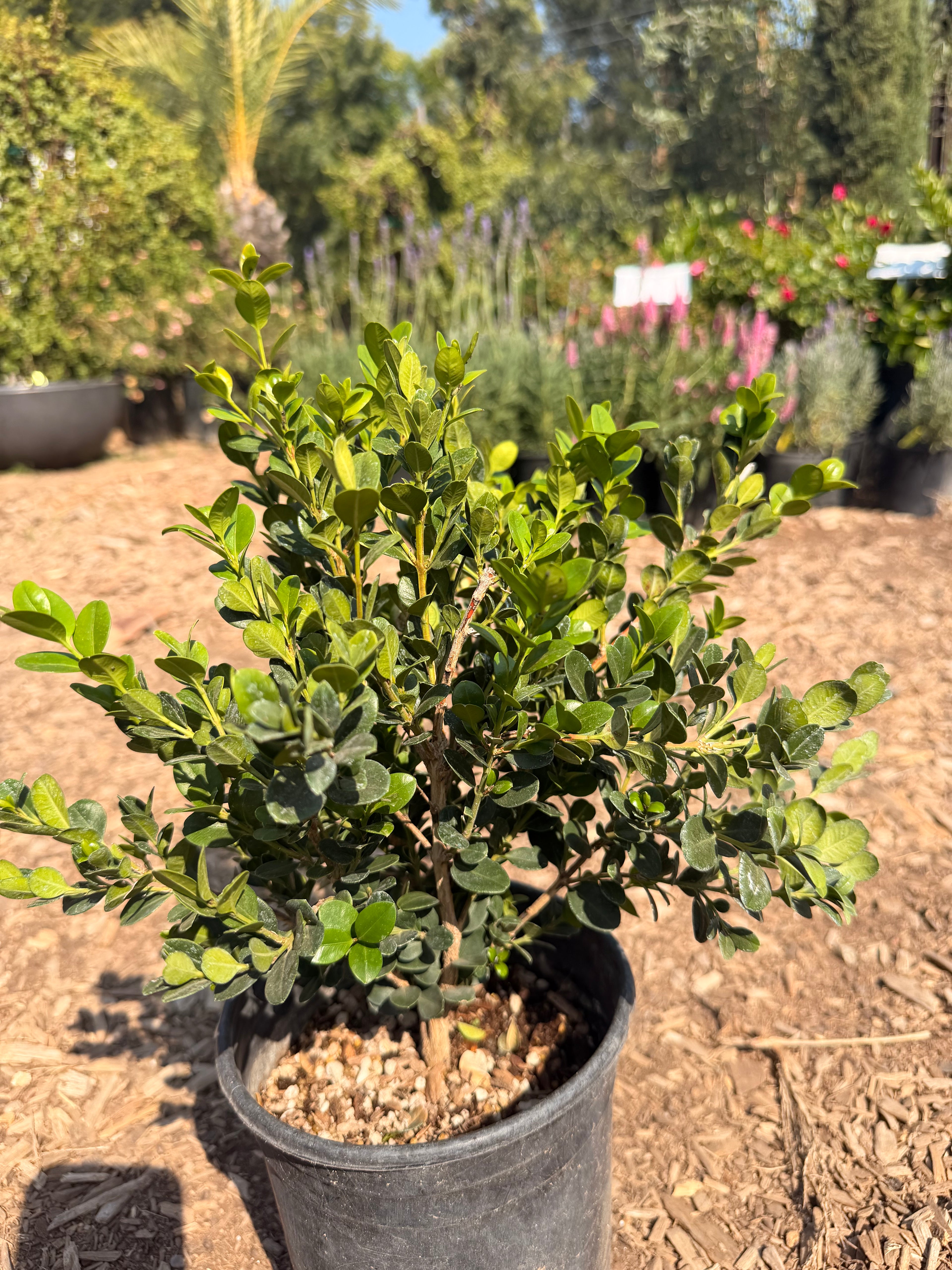 Boxwood 'Winter Green' Buxus japonica (1 Gallon)