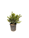 Boxwood 'Winter Green' Buxus japonica (1 Gallon)
