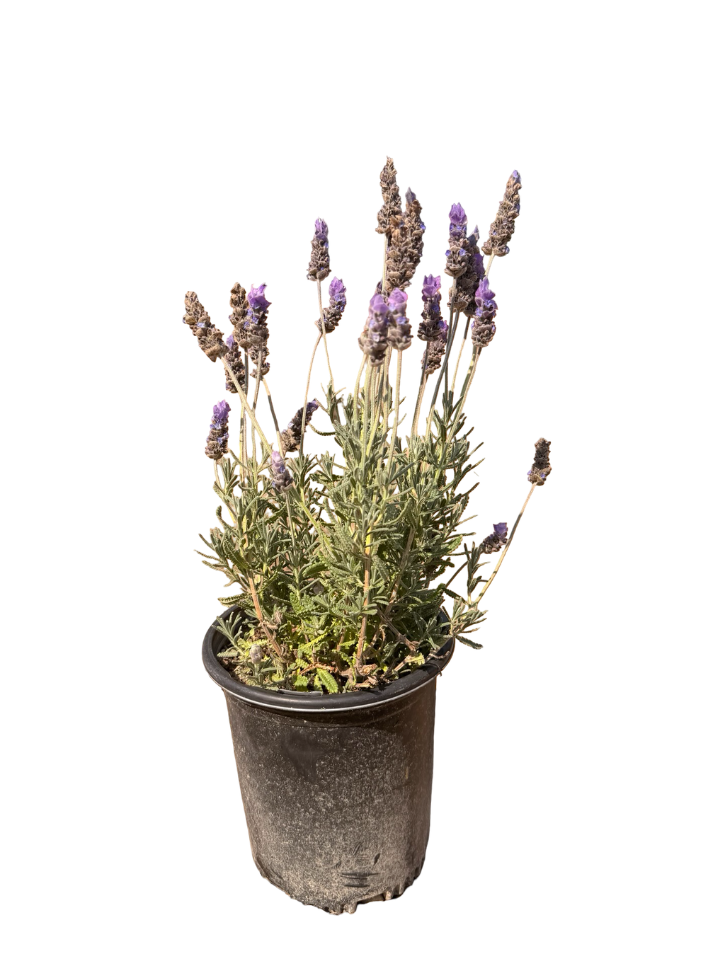 French Lavender Gray 'LAVANDULA dentata Gray' (1 Gallon)