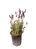 French Lavender Gray 'LAVANDULA dentata Gray' (1 Gallon)