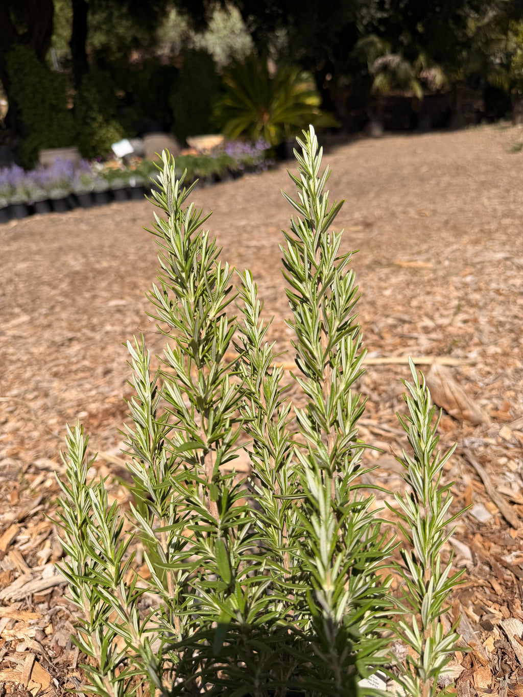 Rosemary 'Barbeque' ROSMARINUS (1 Gallon)