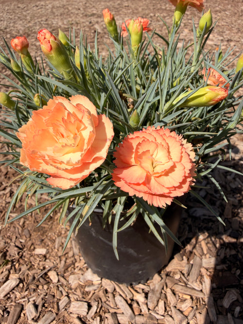 Carnation DIANTHUS 'SuperTrouper™ Orange' (1 Gallon)