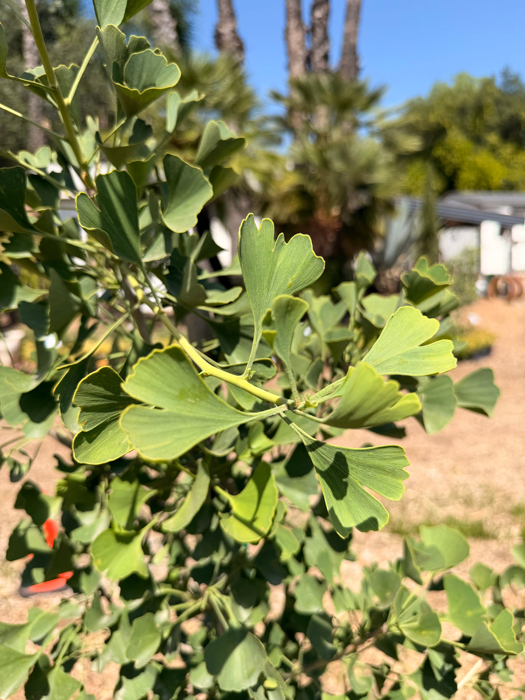 GINKO biloba 'Autumn Gold' (5 Gallon)