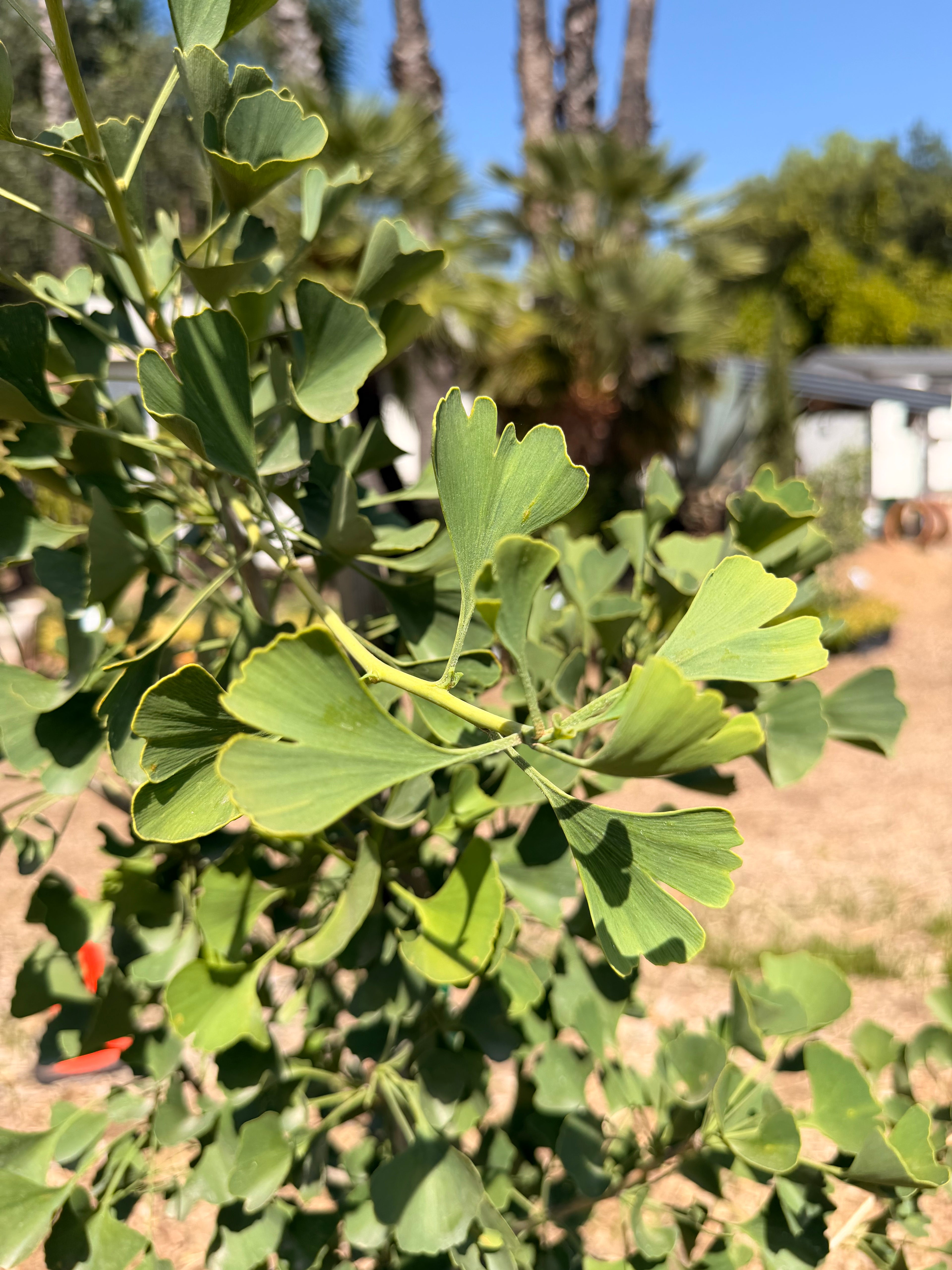 GINKO biloba 'Autumn Gold' (5 Gallon)