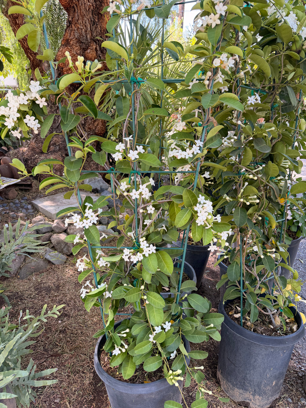 Stephanotis Floribunda (Madagasgar Jasmine or Hawaiian Wedding Plant) (15 Gallon)