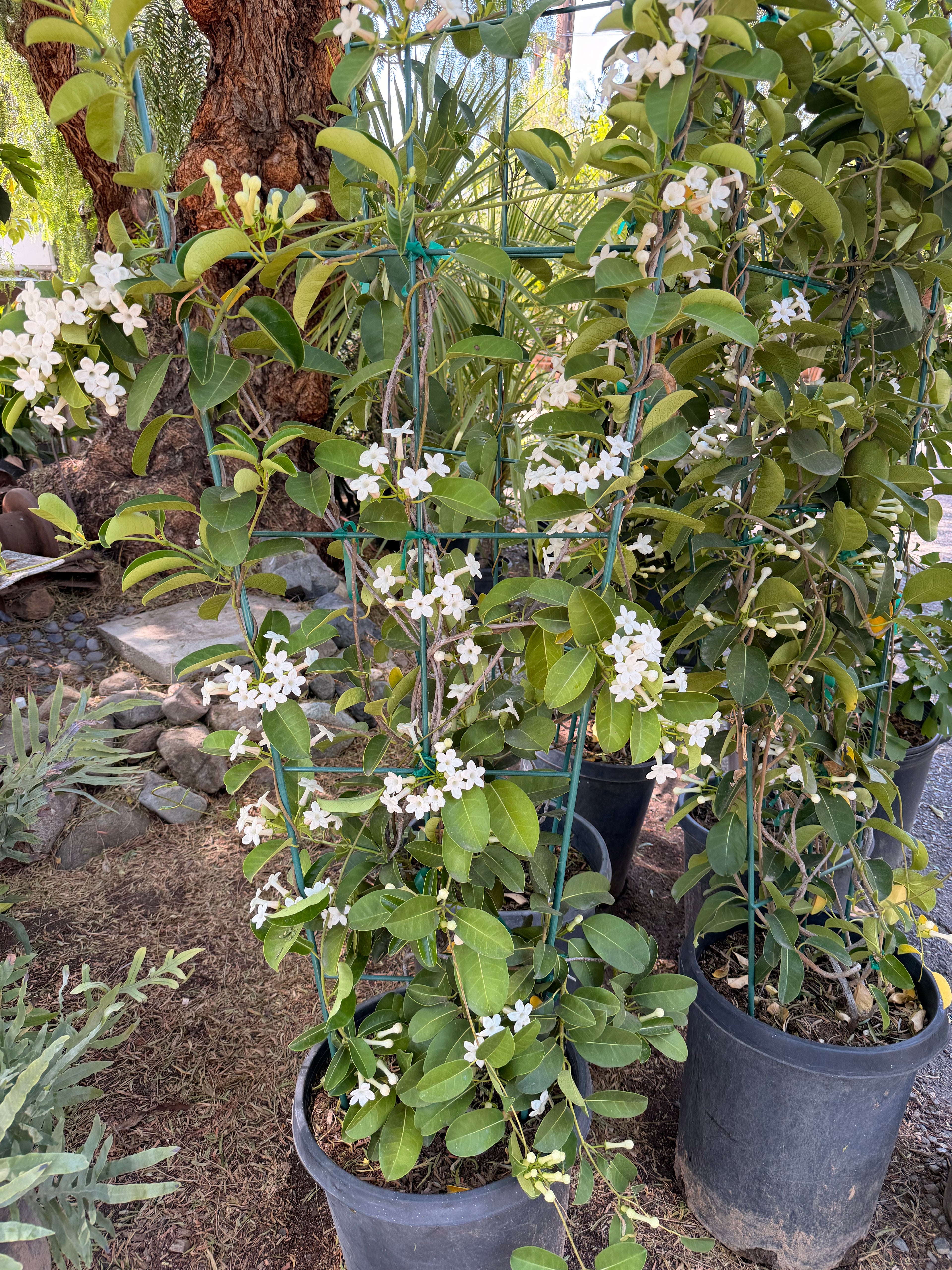 Stephanotis Floribunda (Madagasgar Jasmine or Hawaiian Wedding Plant) (15 Gallon)
