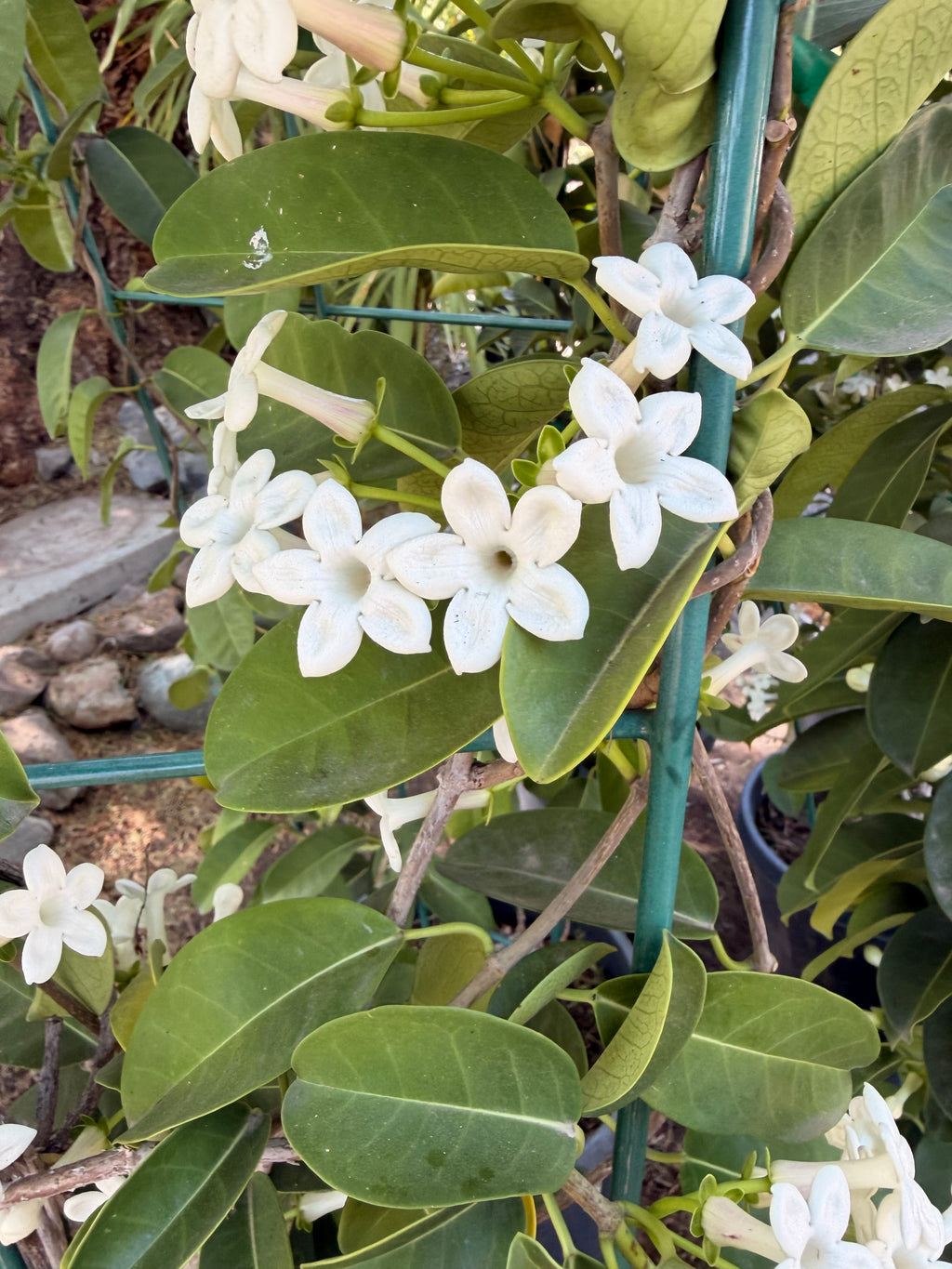 Stephanotis Floribunda (Madagasgar Jasmine or Hawaiian Wedding Plant) (15 Gallon)