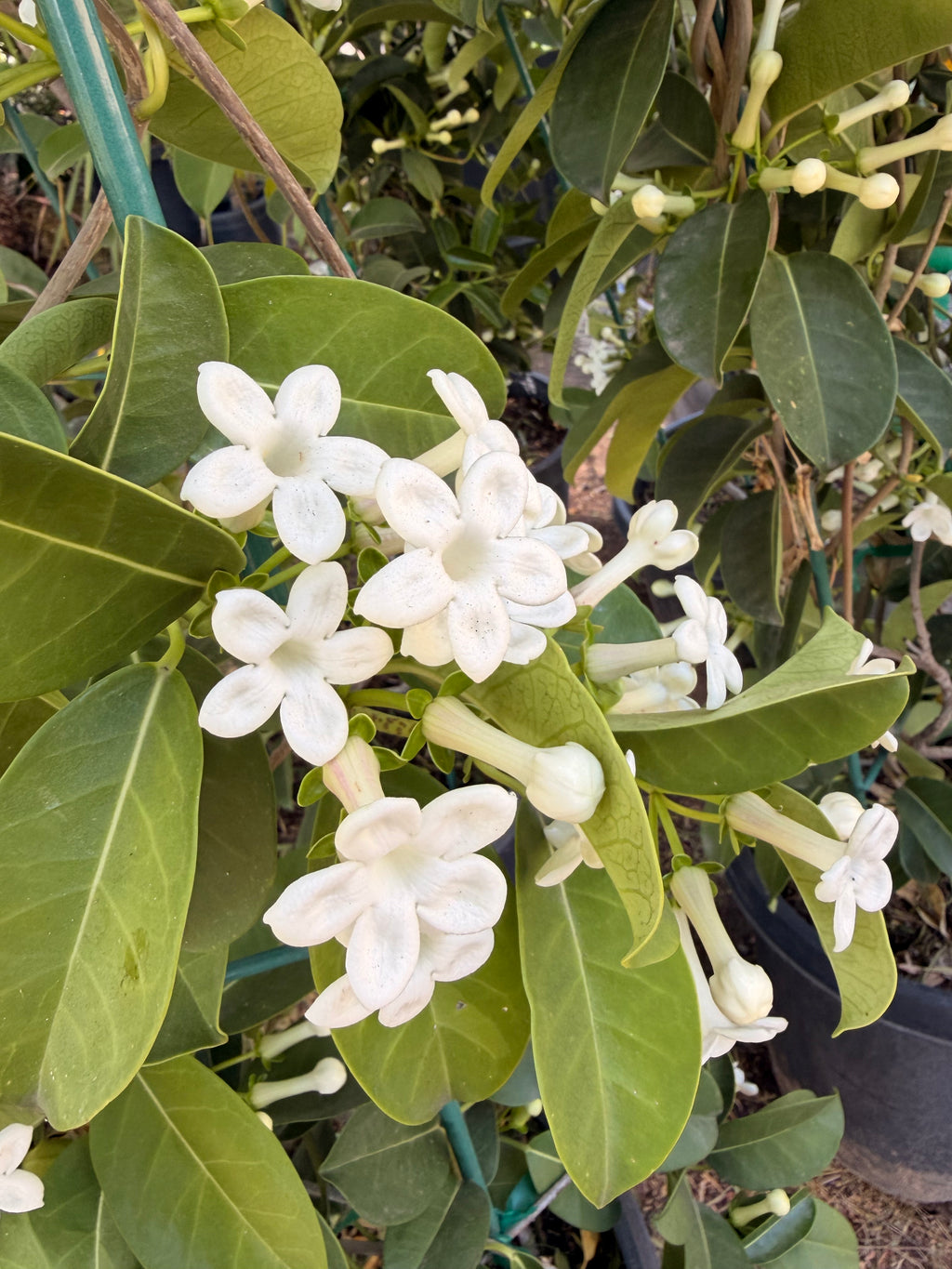 Stephanotis Floribunda (Madagasgar Jasmine or Hawaiian Wedding Plant) (15 Gallon)