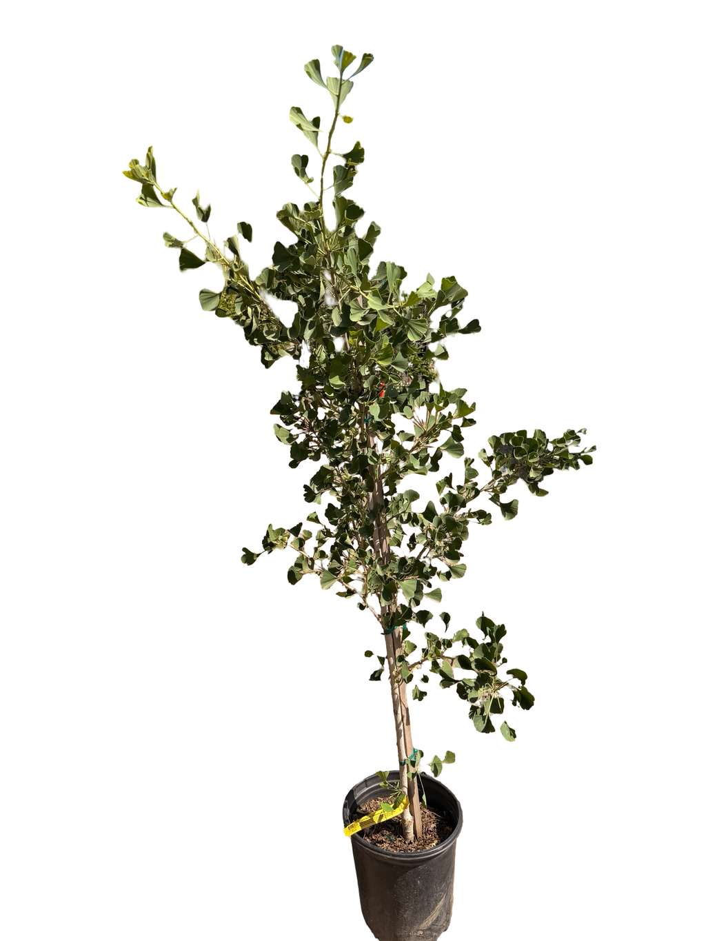 GINKO biloba 'Autumn Gold' (5 Gallon)