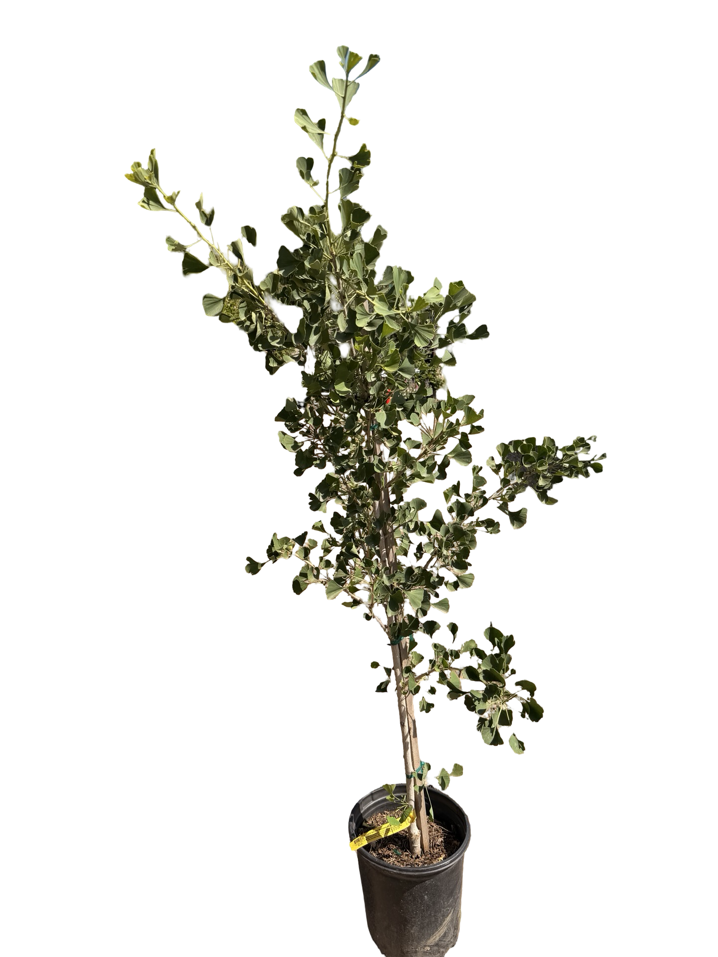 GINKO biloba 'Autumn Gold' (5 Gallon)