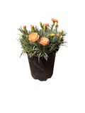Carnation DIANTHUS 'SuperTrouper™ Orange' (1 Gallon)