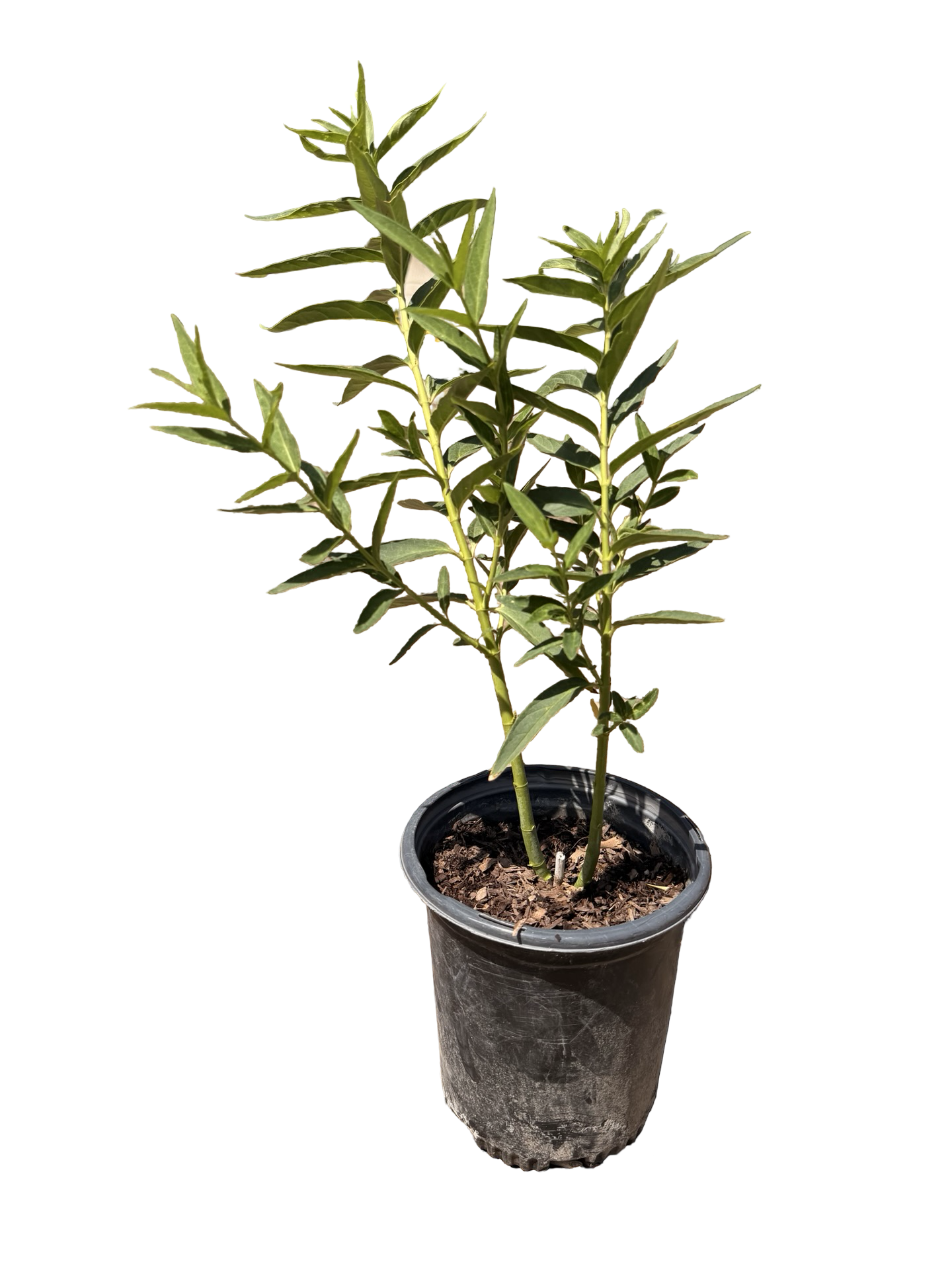 ASCLEPIAS incarnata 'Ice Ballet'