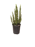 Rosemary 'Barbeque' ROSMARINUS (1 Gallon)