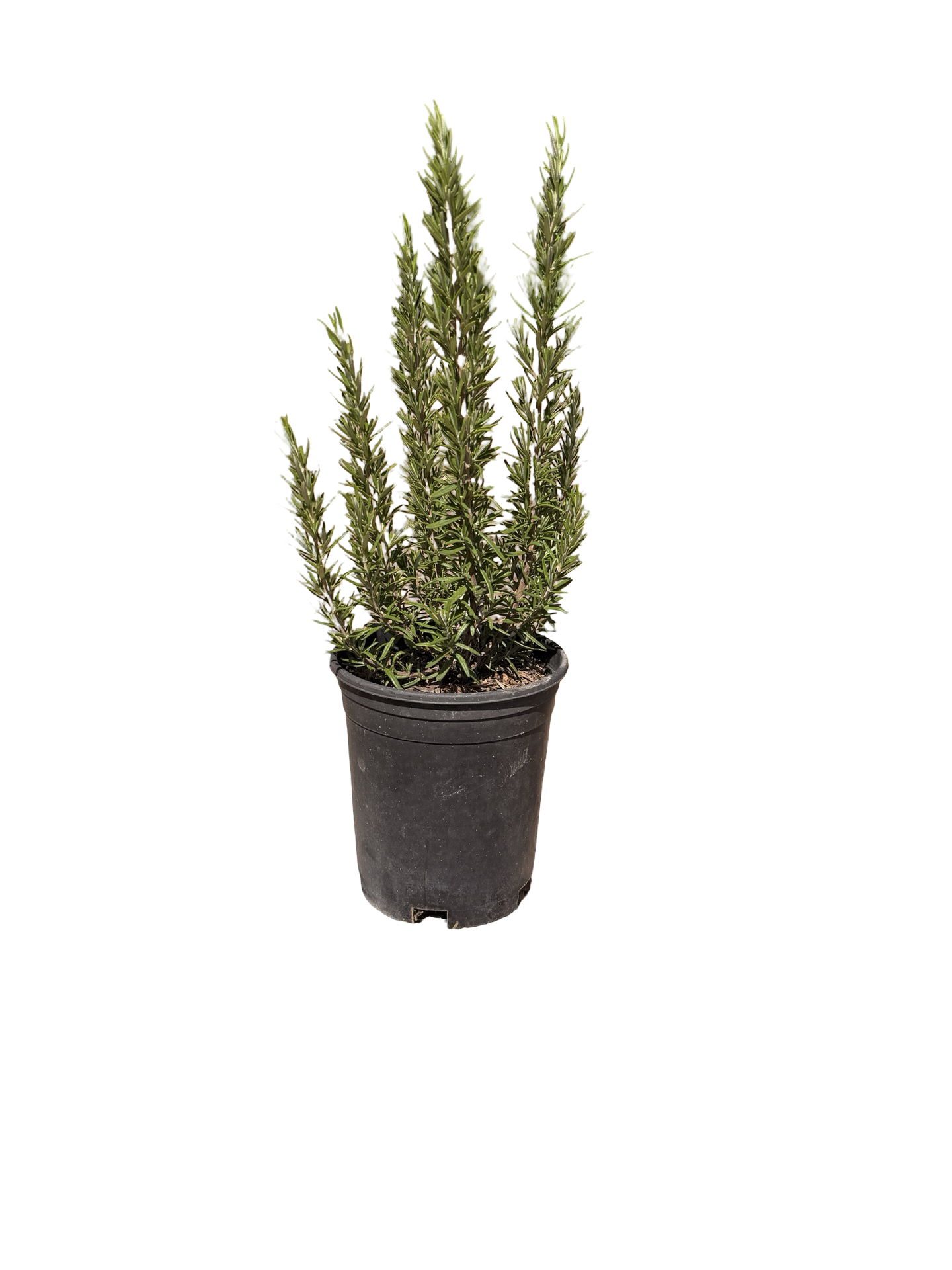 Rosemary 'Barbeque' ROSMARINUS (1 Gallon)