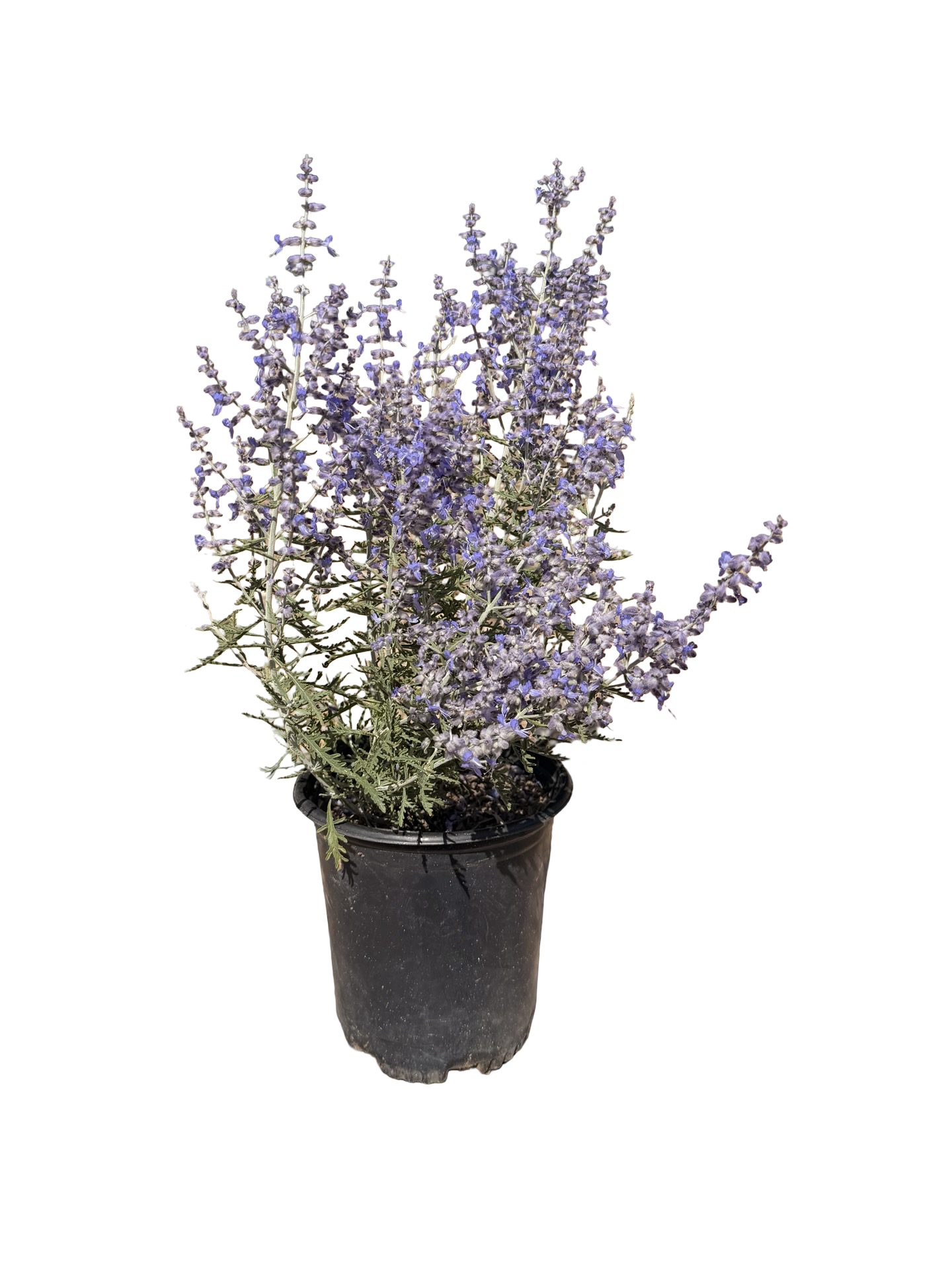 Russian Sage 'Blue Jean Baby' Perovskia Atriplicifolia (1 Gallon)