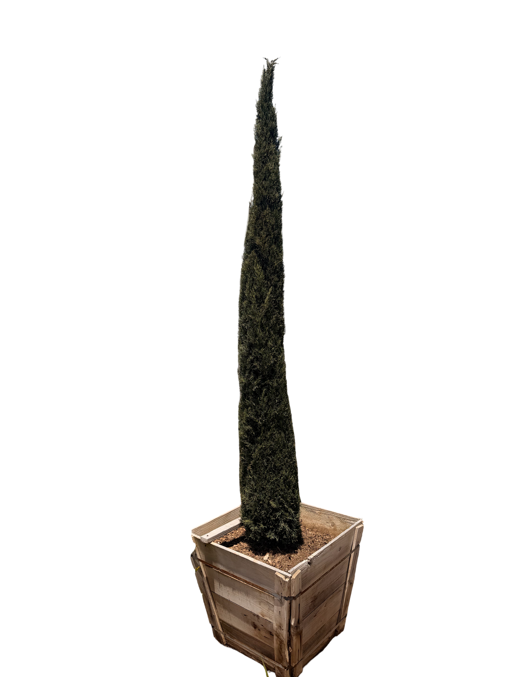 Tiny Tower® Italian Cypress (24" Box)