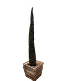 Tiny Tower® Italian Cypress (24" Box)