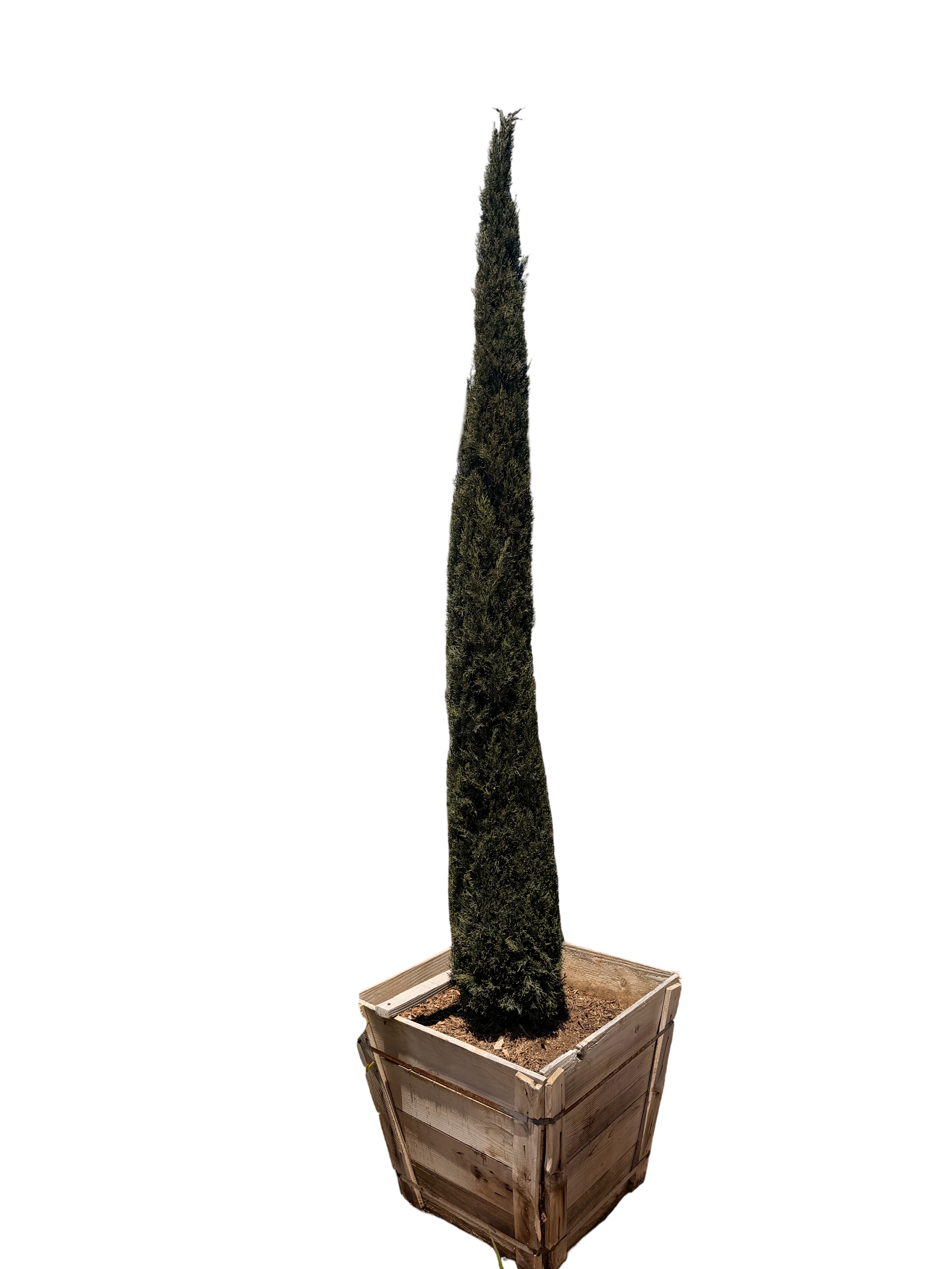 Tiny Tower® Italian Cypress (24" Box)