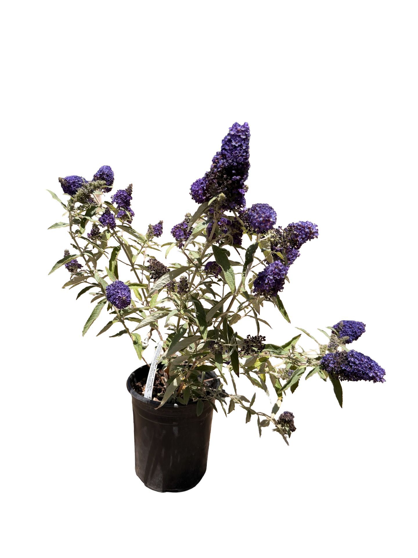 BUDDLEIA davidii Buzz® 'Midnight' (1 Gallon)