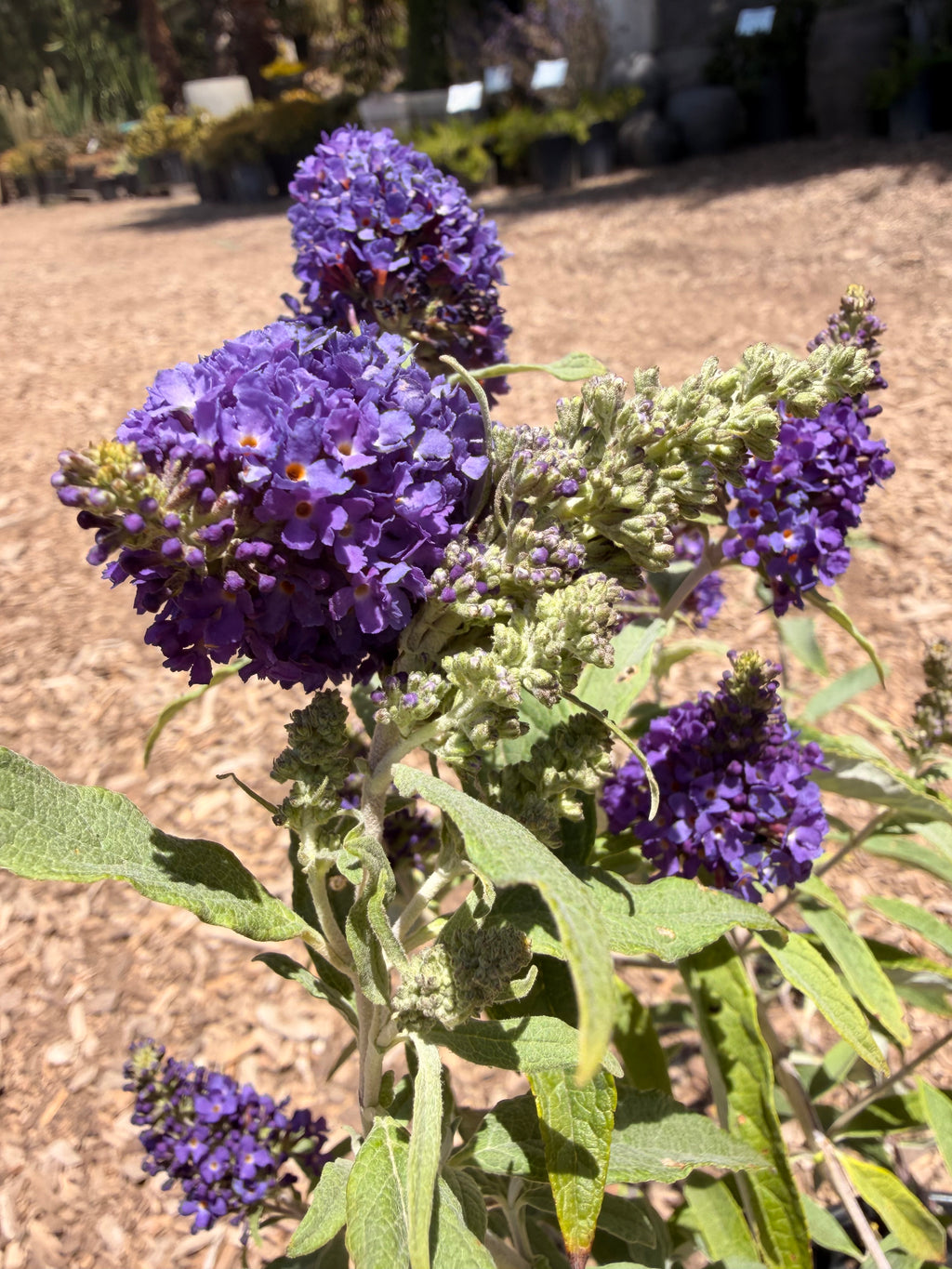 BUDDLEIA davidii Buzz® 'Midnight' (1 Gallon)
