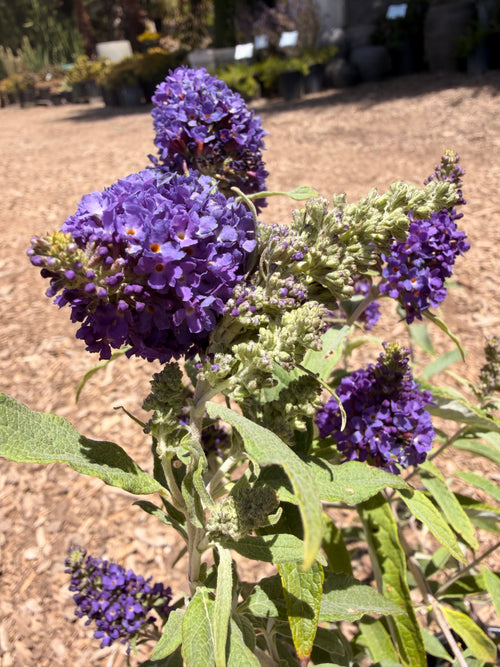 BUDDLEIA davidii Buzz® 'Midnight' (1 Gallon)
