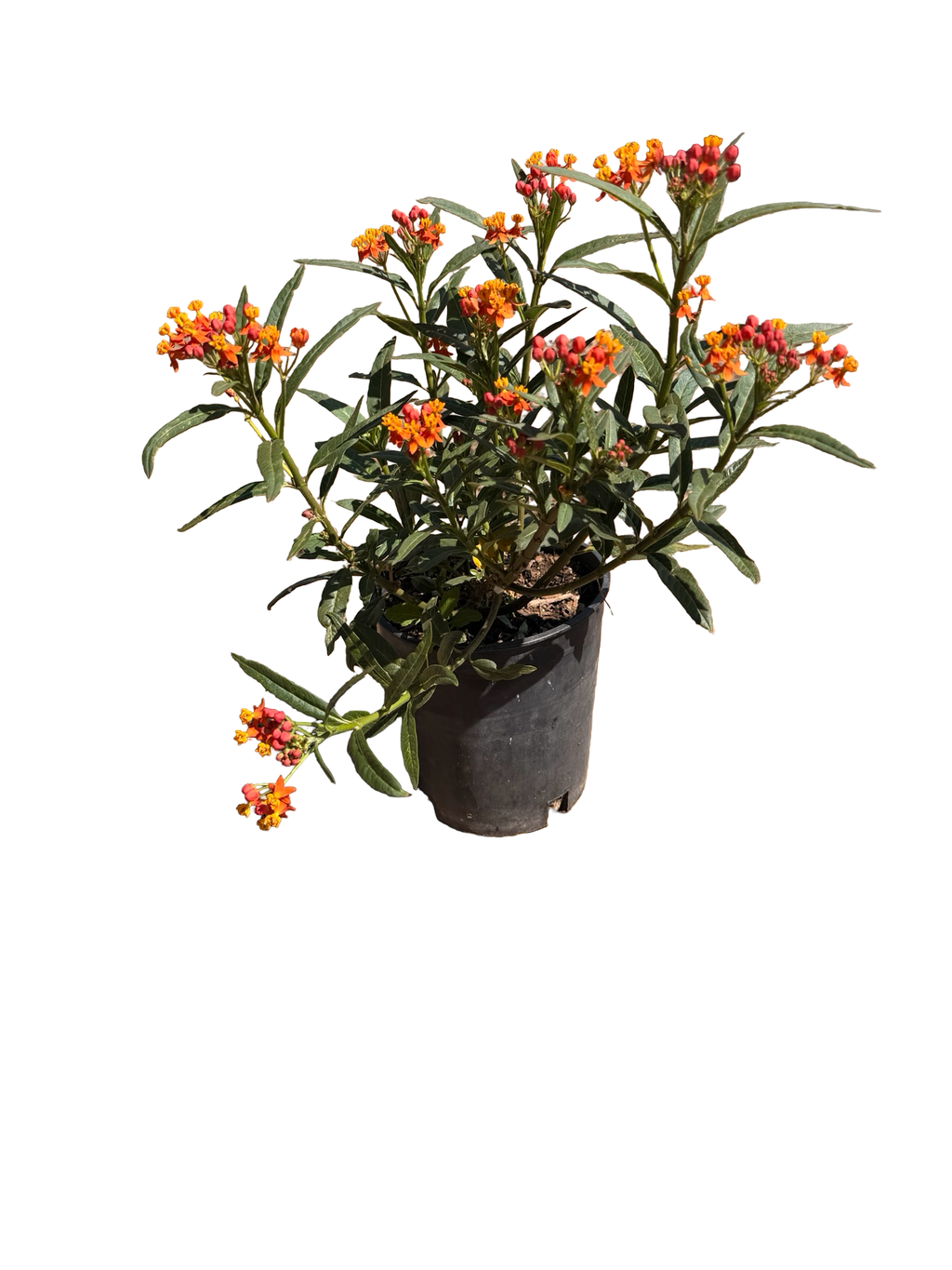 Asclepias curassavica 'Tropical Milkweed' (1 Gallon)