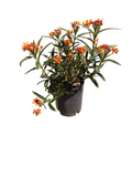 Asclepias curassavica 'Tropical Milkweed' (1 Gallon)