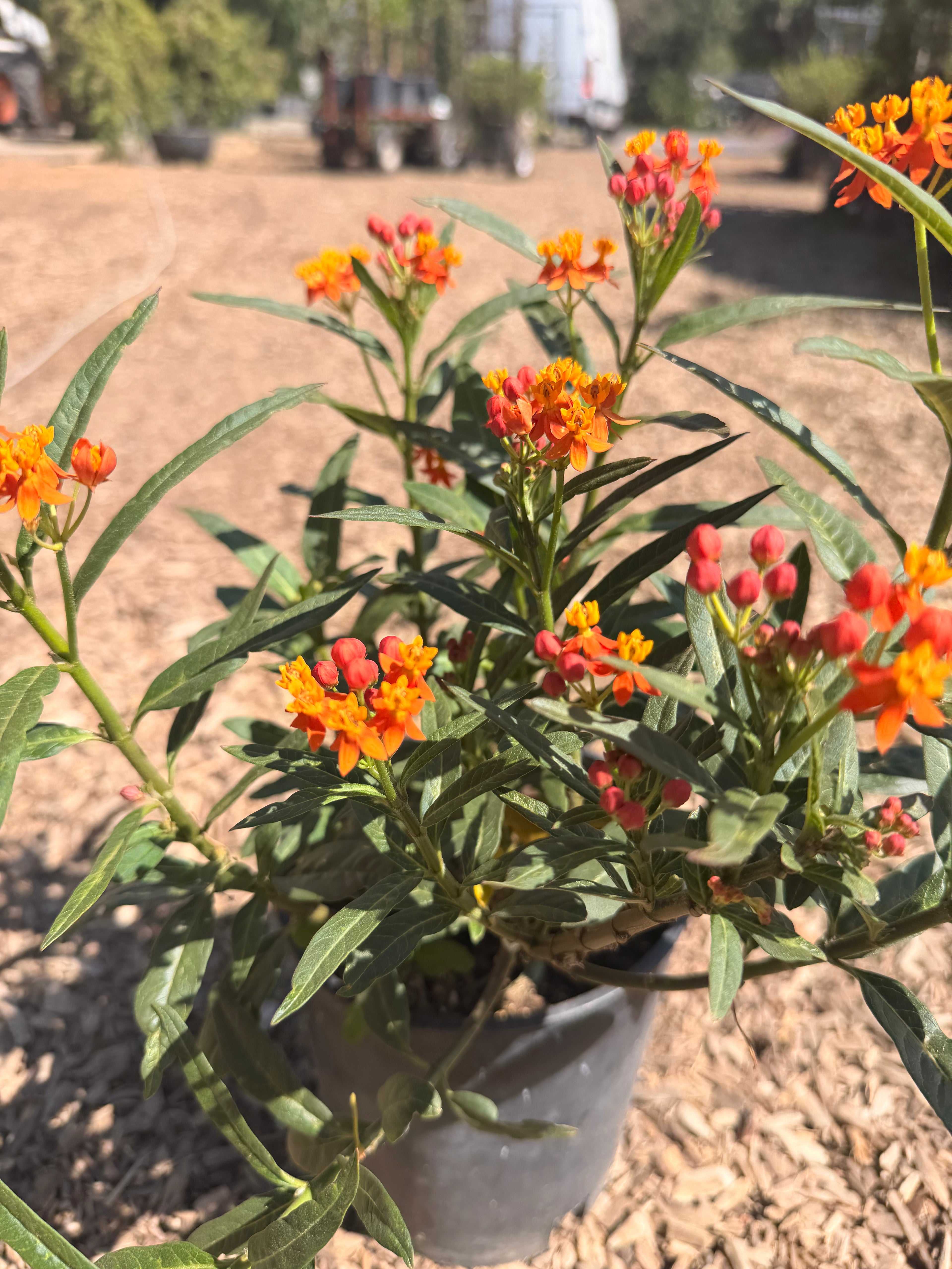Asclepias curassavica 'Tropical Milkweed' (1 Gallon)