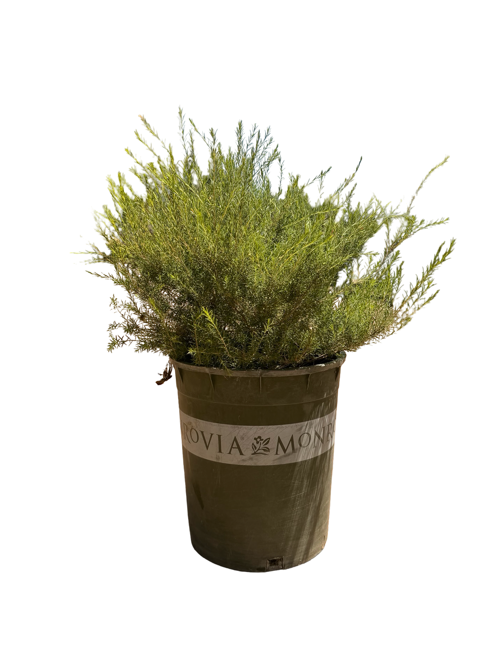 Diosma Pulchellum 'Pink Breath of Heaven' (5 Gallon)