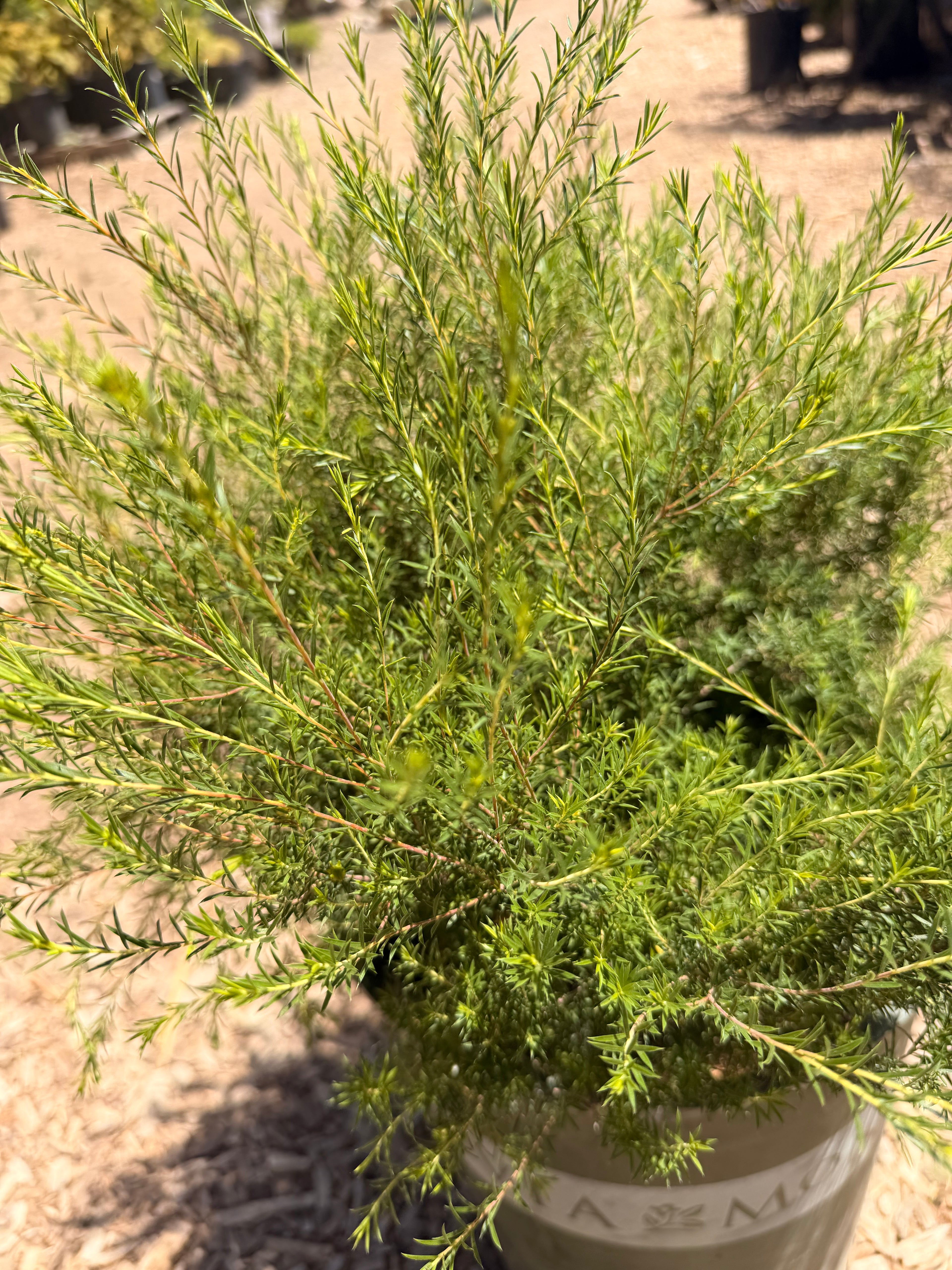 Diosma Pulchellum 'Pink Breath of Heaven' (5 Gallon)