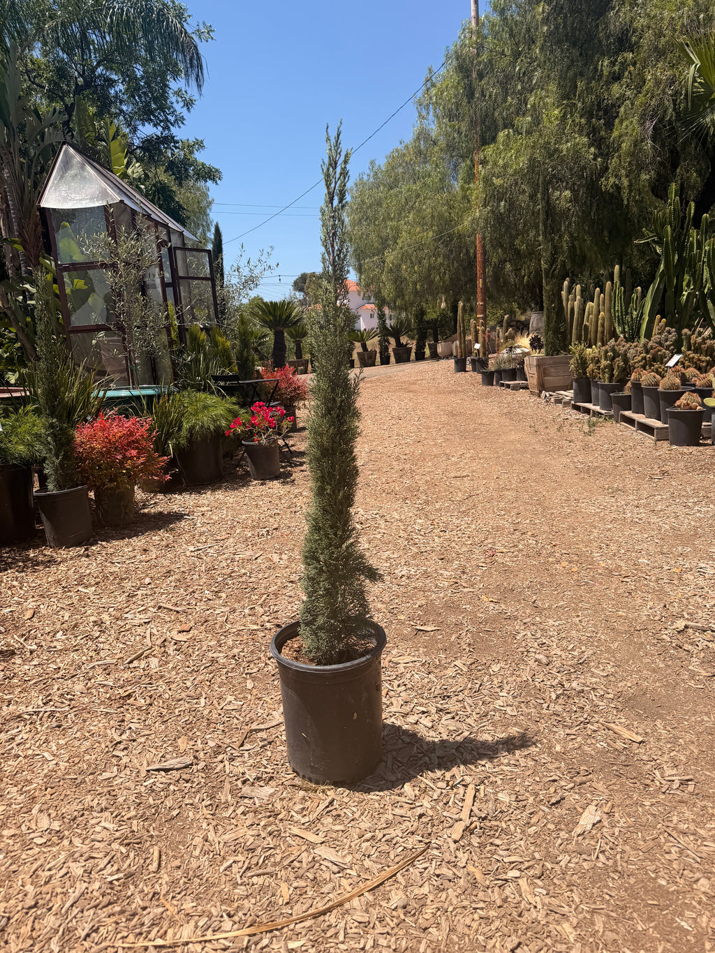 Italian Cypress 'Glaucea' (5 Gallon) Cupressus Sempervirens