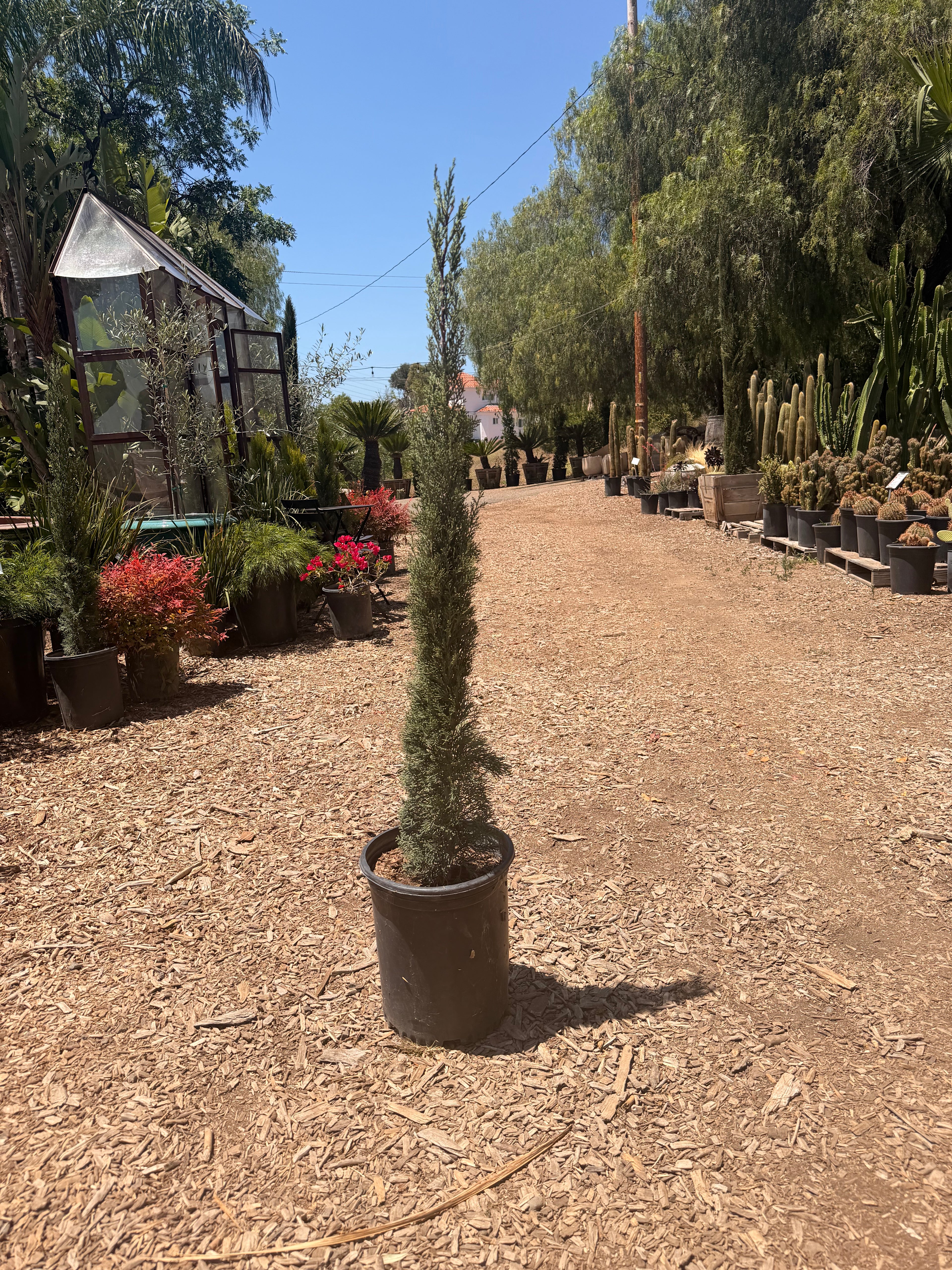 Italian Cypress 'Glaucea' (5 Gallon) Cupressus Sempervirens