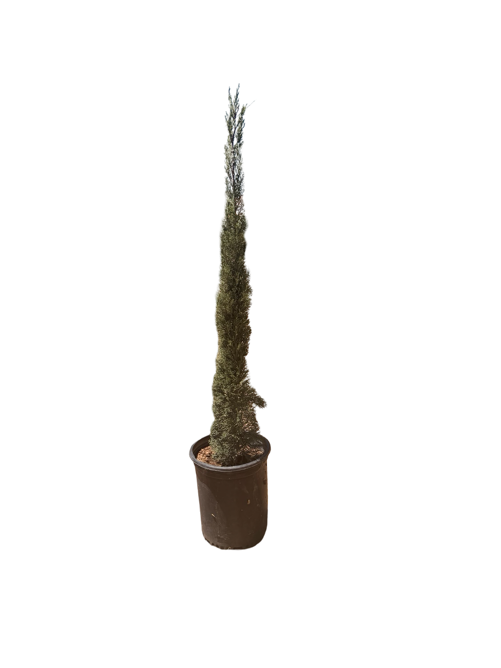 Italian Cypress 'Glaucea' (5 Gallon) Cupressus Sempervirens