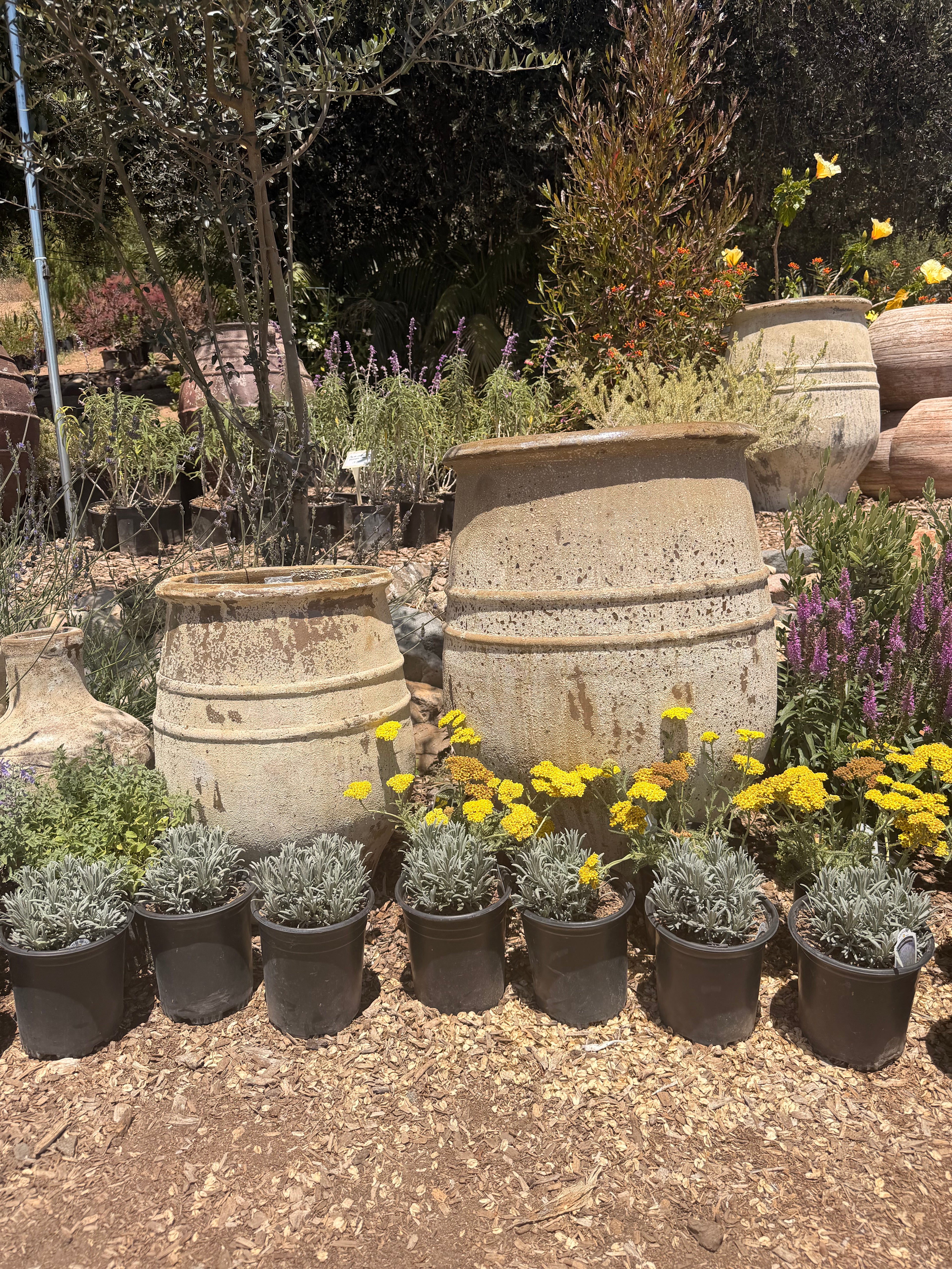 Mediterranean Olive Pot