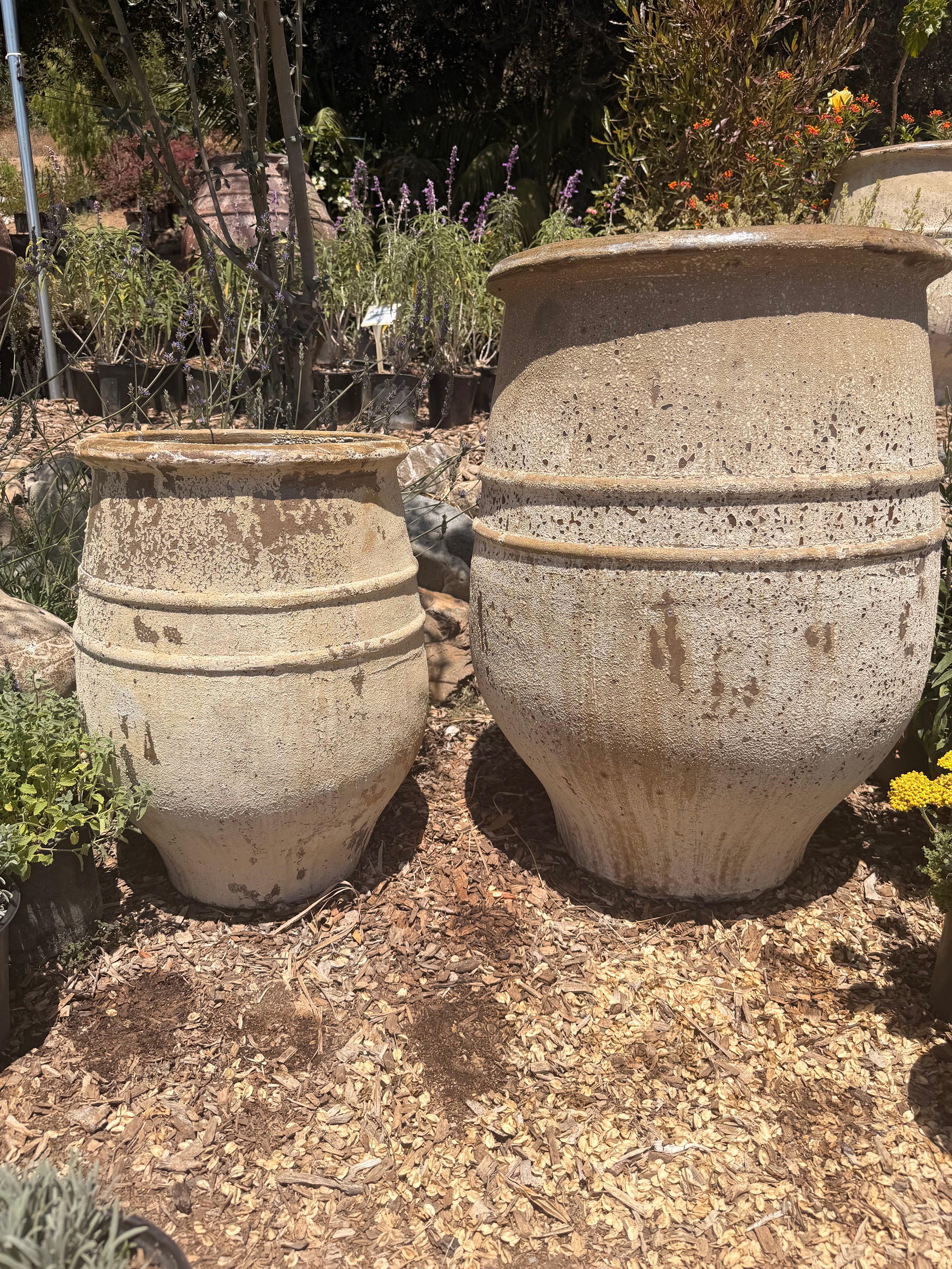 Mediterranean Olive Pot