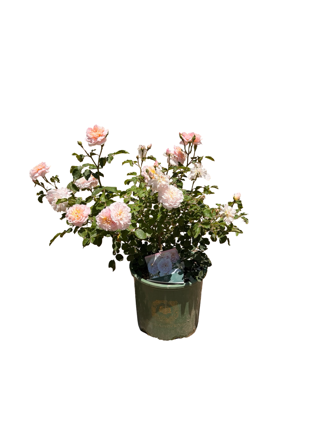 Elizabeth English Rose - 5 Gallon